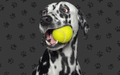 Dalmatian playfully looks to the side with a tennis ball in their mouth