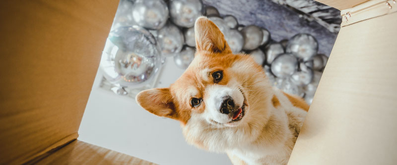 View from inside cardboard box upwards towards ceiling with a corgi looking down into box