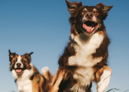 Two Australian Shepherds joyfully play together in sunset field